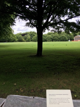 The tree planted by Prince Charles when he was 21.